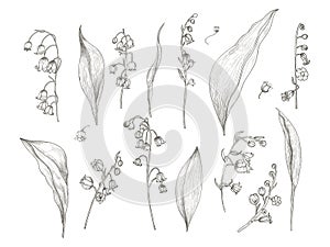 Gorgeous drawing of lily of the valley parts - flower, inflorescence, stem, leaves. Blooming plant hand drawn in vintage
