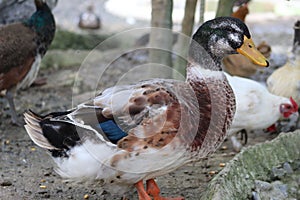 Gorgeous duck in a farm whit other animals