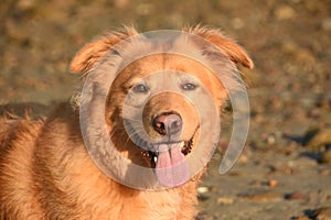 Gorgeous Duck Toller Dog Smiling on a Beach