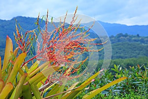 Gorgeous erect inflorescence a multi-branched lax panicle conspicuous red bracts and flowers, Aechmea blanchetiana. Giant bromel