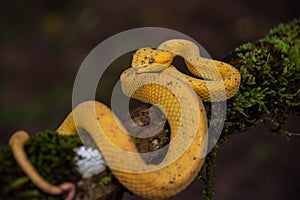 Gorgeous Eyelash Viper (Bothriechis schlegelii) crawling on a branch in Costa Rica