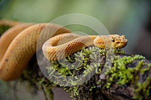 Gorgeous Eyelash Viper (Bothriechis schlegelii) crawling on a branch in Costa Rica