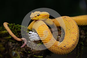Gorgeous Eyelash Viper (Bothriechis schlegelii) crawling on a branch in Costa Rica