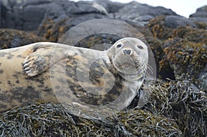 Gorgeous Face of a Gray Seal