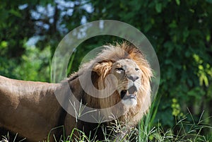 Gorgeous Face of a Magnificent Lion in the Wild