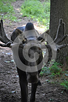 Gorgeous Face of a Moose Up Close