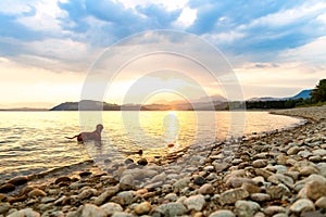 Gorgeous family pet dog on a beach at sunset. Vizsla puppy on summer vacation exploring the sea.