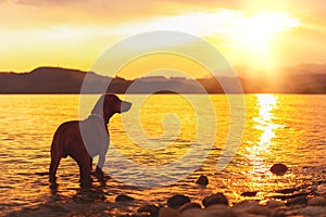 Gorgeous family pet dog on a beach at sunset. Vizsla puppy on summer vacation exploring the sea.