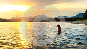 Gorgeous family pet dog on a beach at sunset. Vizsla puppy on summer vacation exploring the sea.