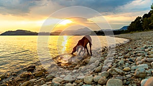 Gorgeous family pet dog on a beach at sunset. Vizsla puppy on summer vacation exploring the sea.