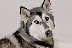 Gorgeous Female Husky Dog on white