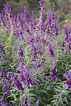 Gorgeous field of lavender flowers in bloom