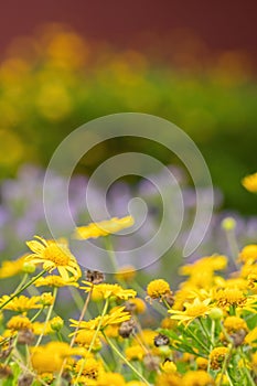 Gorgeous field with yellow Cosmos (Coreopsideae) and purple flowers in Qinglonghu Park, China