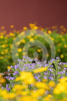 Gorgeous field with yellow Cosmos (Coreopsideae) and purple flowers in Qinglonghu Park, China