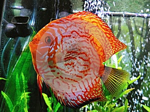 Gorgeous fire red orange fresh water discus fish in community friendly fishes aquarium fishing tank large sized full grown species photo