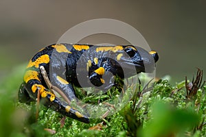 Gorgeous Fire Salamander, Salamandra salamandra