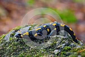 Gorgeous Fire Salamander, Salamandra salamandra, spotted amphibian on the grey stone with green moss