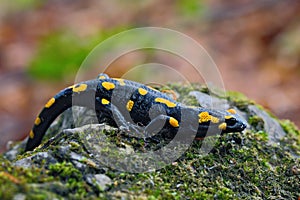Nádherný ohnivý mlok, salamandra salamandra, škvrnitý obojživelník na sivom kameni so zeleným machom