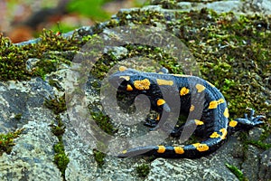 Gorgeous Fire Salamander, Salamandra salamandra, spotted amphibian on the grey stone with green moss photo