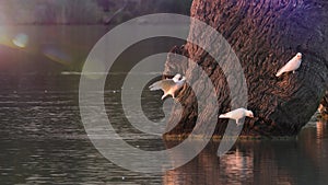 Gorgeous flock of sulphur crested cockatoos arrives at Sunset to drink from the Murray Darling basin's plentiful river