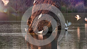 Gorgeous flock of sulphur crested cockatoos arrives at Sunset to drink from the Murray Darling basin's plentiful river