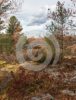 Gorgeous flora on the Canadian Shield in November