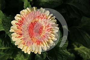 Gorgeous flower, with large petals tucked into healthy green leaves of plant