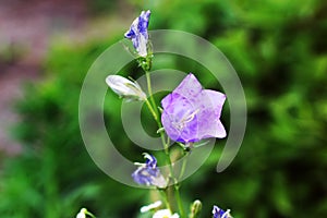 Gorgeous flowers in the garden. Purple Campanula photo