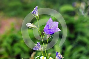 Gorgeous flowers in the garden. Purple Campanula photo