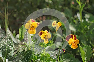 Gorgeous flowers in the garden. Viola tricolor photo