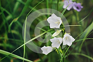Gorgeous flowers in the garden. white Campanula photo