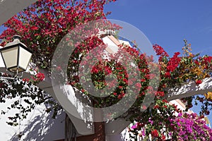 Gorgeous flowers of Puerto de Mogan, Gran Canaria, Canary islands