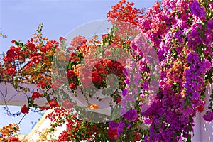 Gorgeous flowers of Puerto de Mogan, Gran Canaria, Canary islands