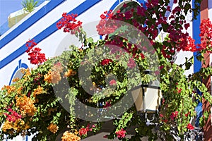 Gorgeous flowers of Puerto de Mogan, Gran Canaria, Canary islands