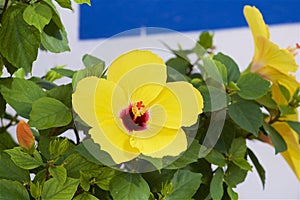 Gorgeous flowers of Puerto de Mogan, Gran Canaria, Canary islands