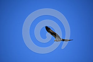 Gorgeous Flying Osprey Bird in Casco Bay