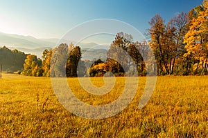 Gorgeous foggy sunrise in mountains. Lovely summer landscape. Flowers on grassy meadows and forested hill in fog.