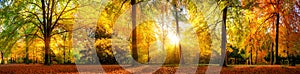 Gorgeous forest panorama in autumn