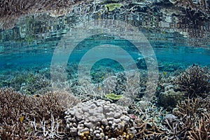 Gorgeous and Fragile Coral Reef in Indonesia