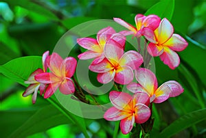 Gorgeous frangipani flowers