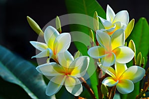 Gorgeous Frangipani Flowers