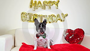 Gorgeous french bulldog dog on a birthday gushing and then licking his lips