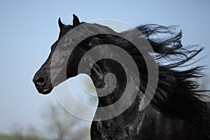 Gorgeous friesian stallion with flying long hair