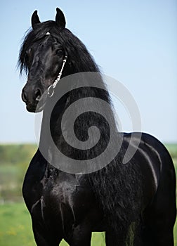 Gorgeous friesian stallion with long mane