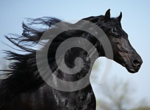 Gorgeous friesian stallion with long mane running on pasturage