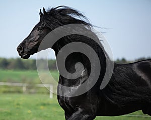 Gorgeous friesian stallion with long mane running on pasturage