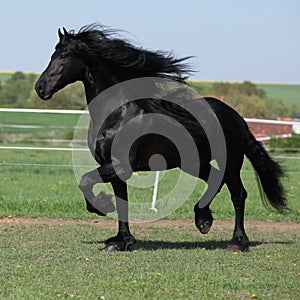 Gorgeous friesian stallion with long mane running on pasturage