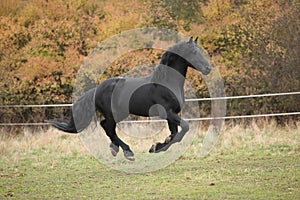 Gorgeous friesian stallion running