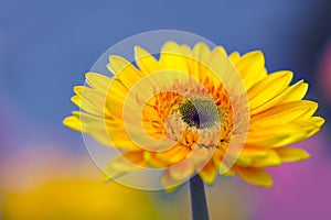 Gorgeous Gerbera