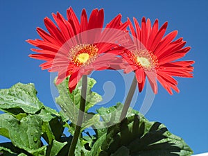 Gorgeous Gerberas